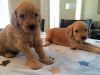 Beautiful Goldendoodle Puppies