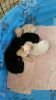 F1 Goldendoodle Puppies Ready May 1st Only 2 Left!