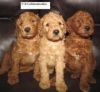 Goldendoodles F1b ~only male pups left now
