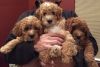 kgu Goldendoodle Puppies for Sale