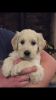 Stunning Goldendoodle Puppies