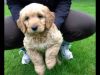Gorgeous Goldendoodle Puppies