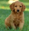 adorable goldendoodle puppies