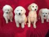 Gorgeous Curly F1 Miniature Goldendoodle Puppies