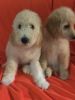Beautiful AKC goldendoodle puppies