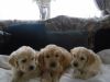 Golden Puppies For Sale