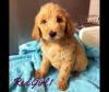 Stunning Goldendoodle Puppies For sale