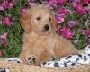 Beautiful Goldendoodle Puppies.. Ready March 3th