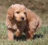 Lovely Male and Female Golden Doodle Puppies Available