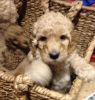 F2b Goldendoodle puppies due May 2018