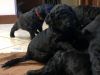 F1B Medium Goldendoodles Searching for Homes