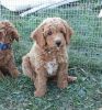 Meet our Mini Golden doodle Puppies For Sale