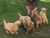Adorable AKC Goldendoodle puppies. Call or text us at +1 2xx xx9-0xx7