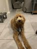 Lg Fb1 Goldendoodle (8Mo) He is Not Neutered!