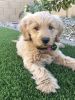 Most ADORABLE GoldenDoodle Puppy