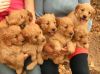Goldendoodle puppys