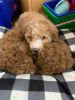 Goldendoodle Brother need new home