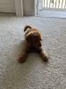 Sweet Mini Goldendoodle Puppy with Supplies and Training Included