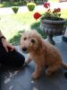 F1b male Goldendoodle