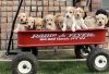 F1B Golden Doodle Puppies