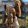 BEAUTIFUL MICRO FB1 MINI GOLDEN DOODLES AVAILABLE TO GRACE YOUR HOME
