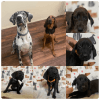 Great Dane/Bloodhound mix puppies