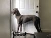 8-month old Great Dane