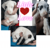 Female Great Dane puppies for rehoming