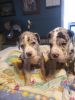 Great dane pups looking for their forever homes