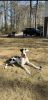 Male 5 months old Harlequin Great Dane