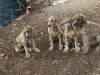 AKC Great Dane puppies