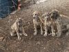 AKC Registered Great Dane pups