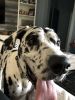 Neutered 2 year old Great Dane