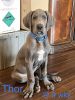 Male blue great dane available