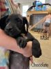 Great Dane Puppies