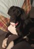 Sweet and loving 1 yr old great Dane (female)