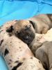 New Born Great Dane puppies