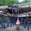 Adorable Great Dane Puppies for Sale