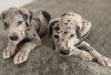Rehoming Great Dane puppies