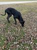 male (almost 2) full bred great dane