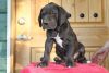 Adorable grate dane puppies for adoption