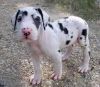 Great Dane Puppies for sweet homes