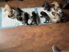 Pure Breed Great Dane puppies for sale