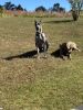 Great Dane Puppies