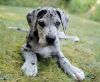 Great Dane puppies avalaible