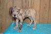 Trained Great Dane Puppies for Sale