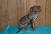 AKC Registered Great Dane Puppies for Sale