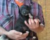 Sdfg Male And Female Great Dane Puppies For Sale .