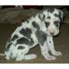 Sweet Registered Great Dane Puppies For Sale