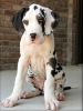 Healhty Great Dane Puppies For Loving Homes